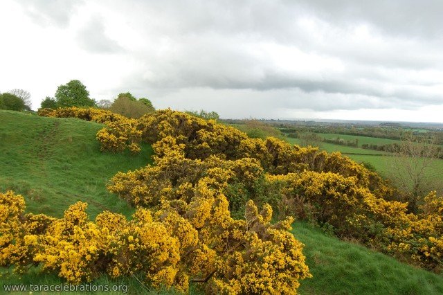 gorse sloping trenches