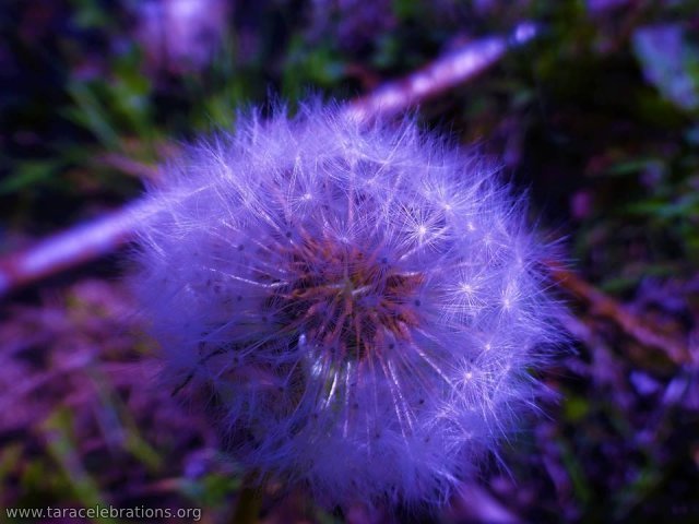 8may2016 - blue dandelion