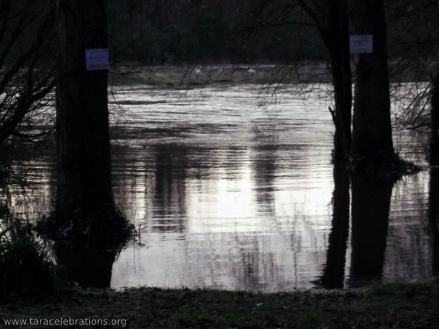 curley hole flood with swans
