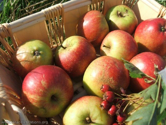 equinox apples