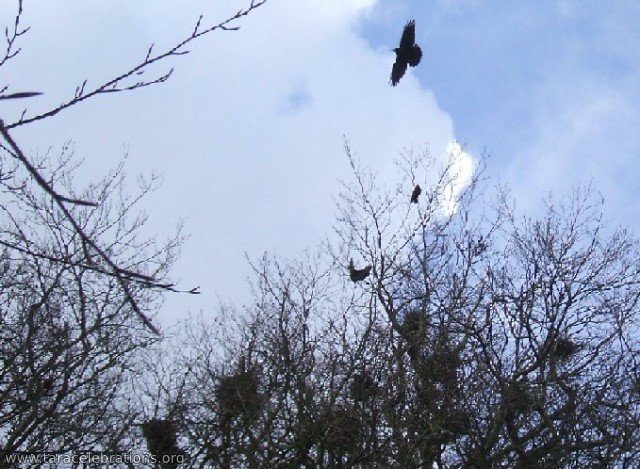 crow nests spring