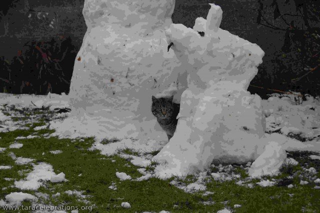 brigit and her magic snow cats