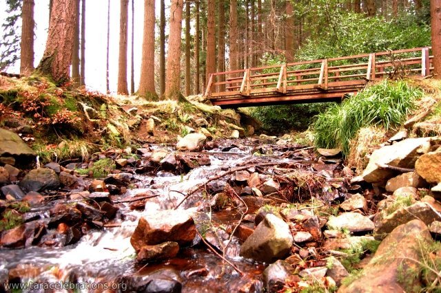 wooden bridge ravensdale forest