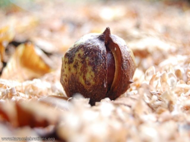 chestnut 2