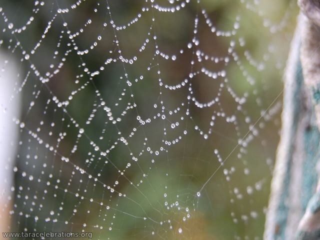 spiders web haloween