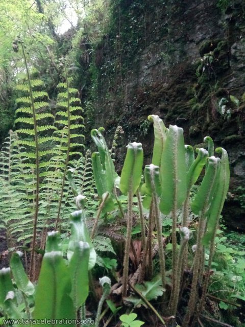 Ferns in the glen sligo