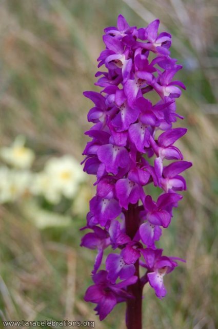 burren orchid
