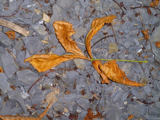 eq 2013 leaf