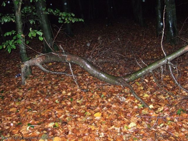 Samhain2014 004 path in the woods