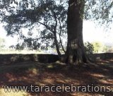 quest tara arched tree