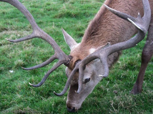 stag's horn close up