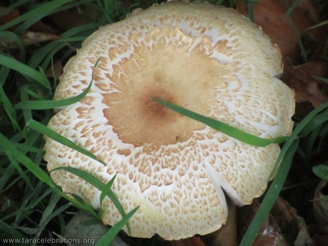 tara mushroom