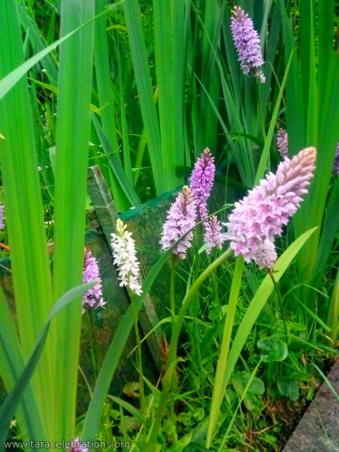 common marsh orchids