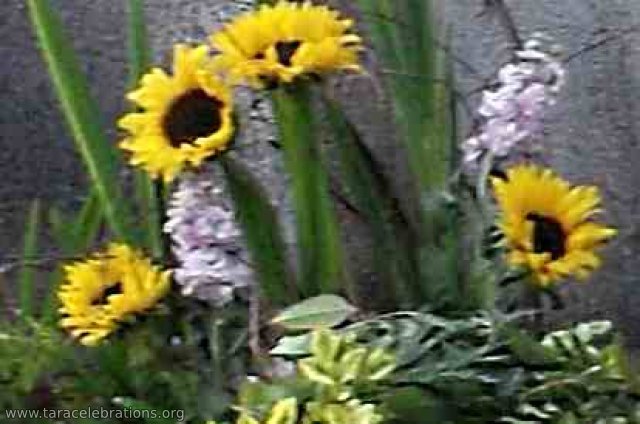tara - sunflowers